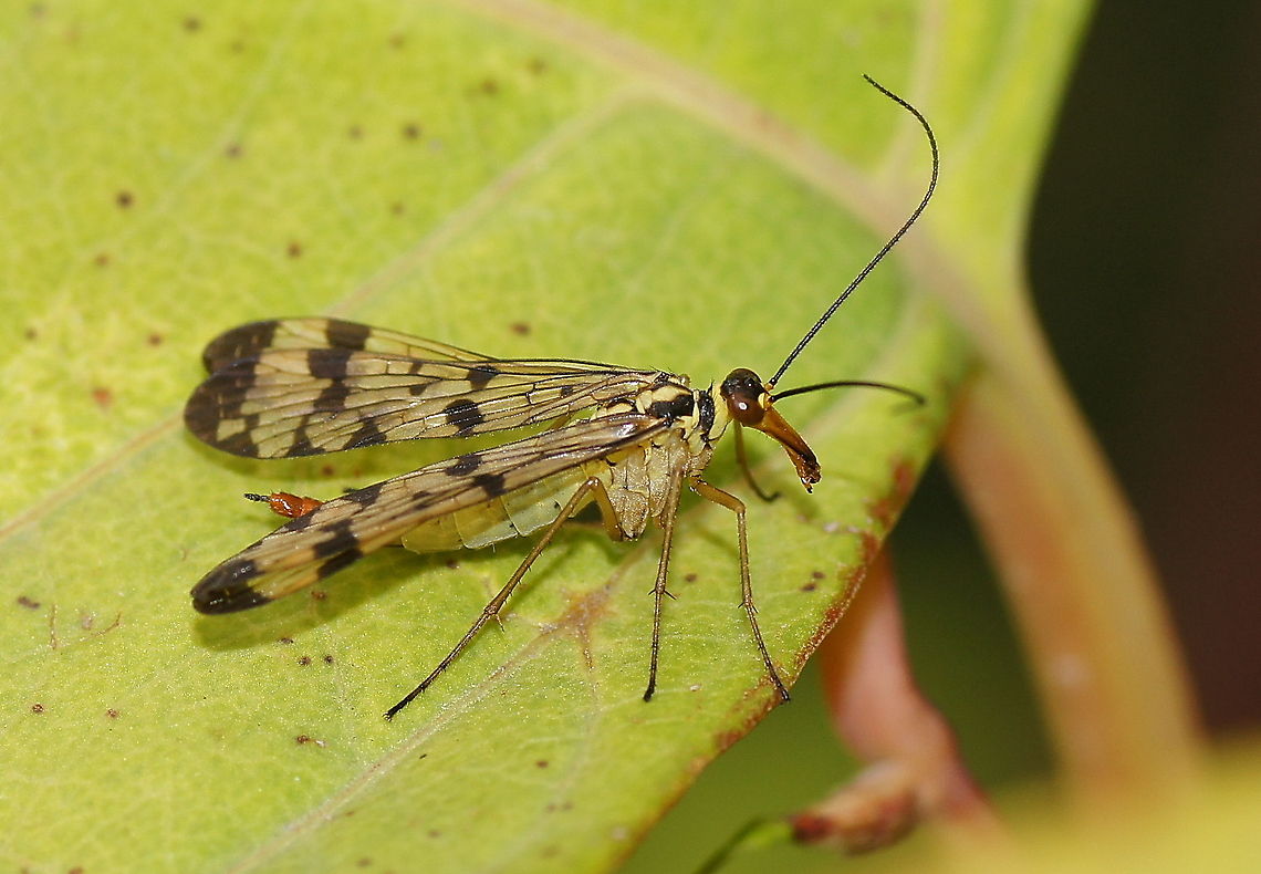 Scorpionfly (Panorpa germanica) Dutch name: Duitse Schorpioenvlieg Geotagged,German Scorpionfly,Panorpa,Panorpa germanica,Scorpionfly,The Netherlands