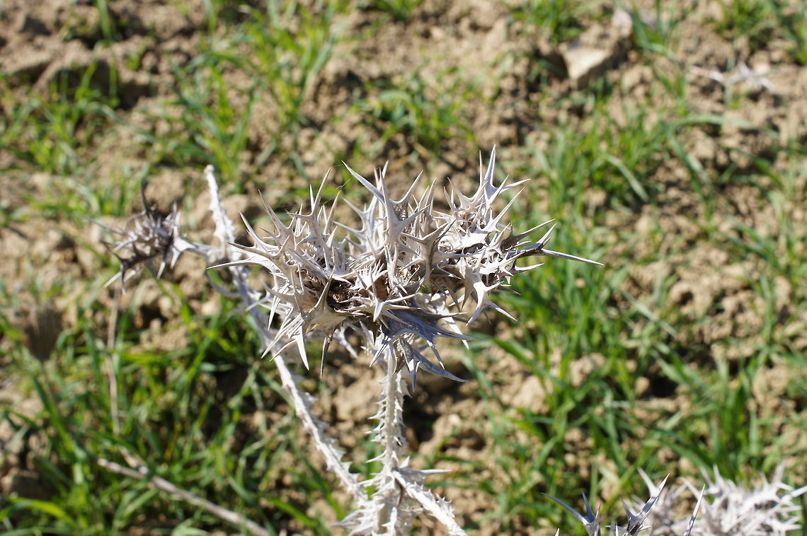 Dried Milk Thistle (Changed name from Cotton thistle -Onopordum acanthium- to Milk Thistle -Silybum marianum- )<br />
 Geotagged,Milk thistle,Morocco,Silybum marianum