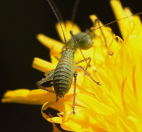 Speckled bush-cricket Dutch name: Nimf van de Struisprinkhaan Geotagged,Leptophyes punctatissima,Speckled bush-cricket,The Netherlands