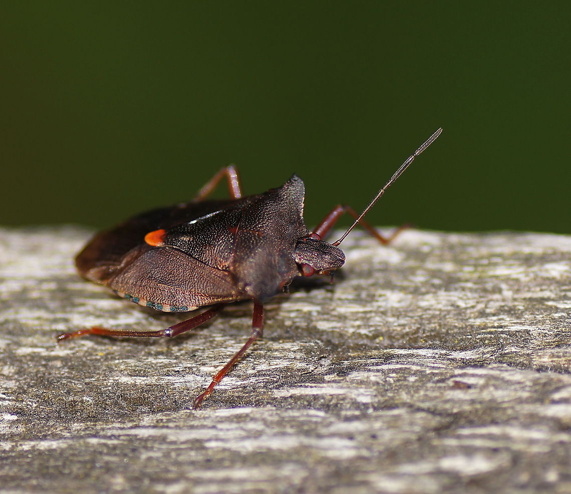Forest Bug (Pentatoma Rufipes) side Dutch name: Roodpootwants Forest bug,Geotagged,Pentatoma rufipes,The Netherlands
