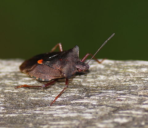 Forest Bug (Pentatoma Rufipes) side Dutch name: Roodpootwants Forest bug,Geotagged,Pentatoma rufipes,The Netherlands