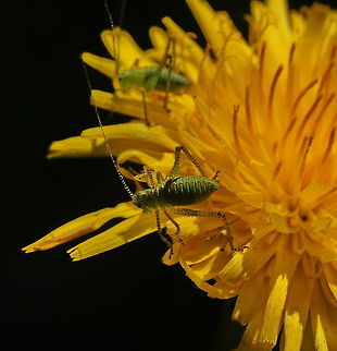 Speckled bush-cricket Dutch name: Nimf van de Struisprinkhaan Geotagged,Leptophyes punctatissima,Speckled bush-cricket,The Netherlands