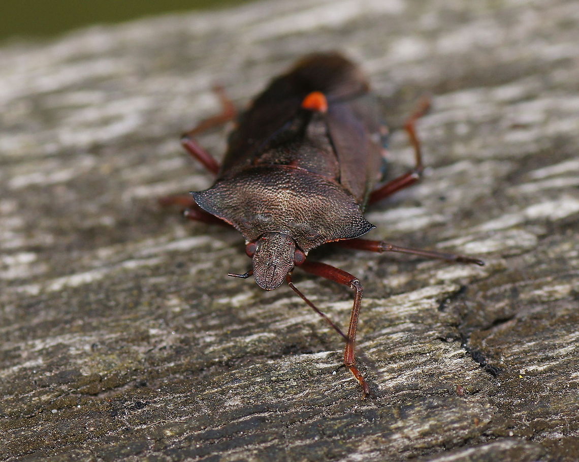 Forest Bug (Pentatoma Rufipes) front  Forest bug,Geotagged,Pentatoma rufipes,The Netherlands