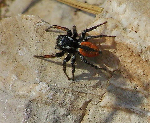 Firejumper (Philaeus chrysops) Dutch name: Vuurspringer
German name: Goldaugenspringspinne
Picture made by my dad Geotagged,Philaeus chrysops,Turkey