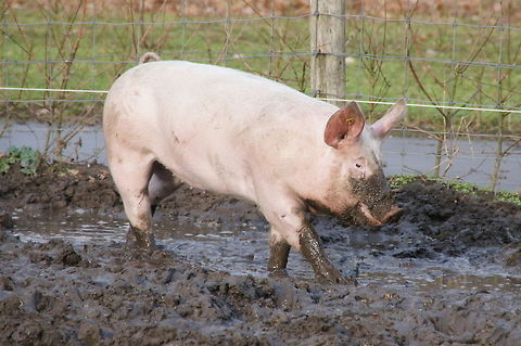 Pig (Sus scrofa domesticus)  Domestic pig,Geotagged,Sus scrofa domesticus,The Netherlands