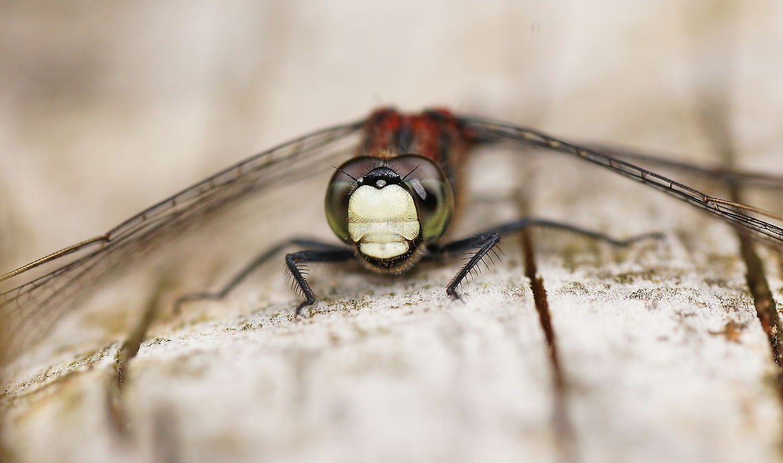 White-faced Darter (Leucorrhinia dubia) I like the way the wings are bent like they are very heavy.<br />
Make sure you view it in HD.<br />
<br />
Dutch name: Noorse Venwitsnuitlibel Geotagged,Leucorrhinia dubia,The Netherlands,White-faced Darter