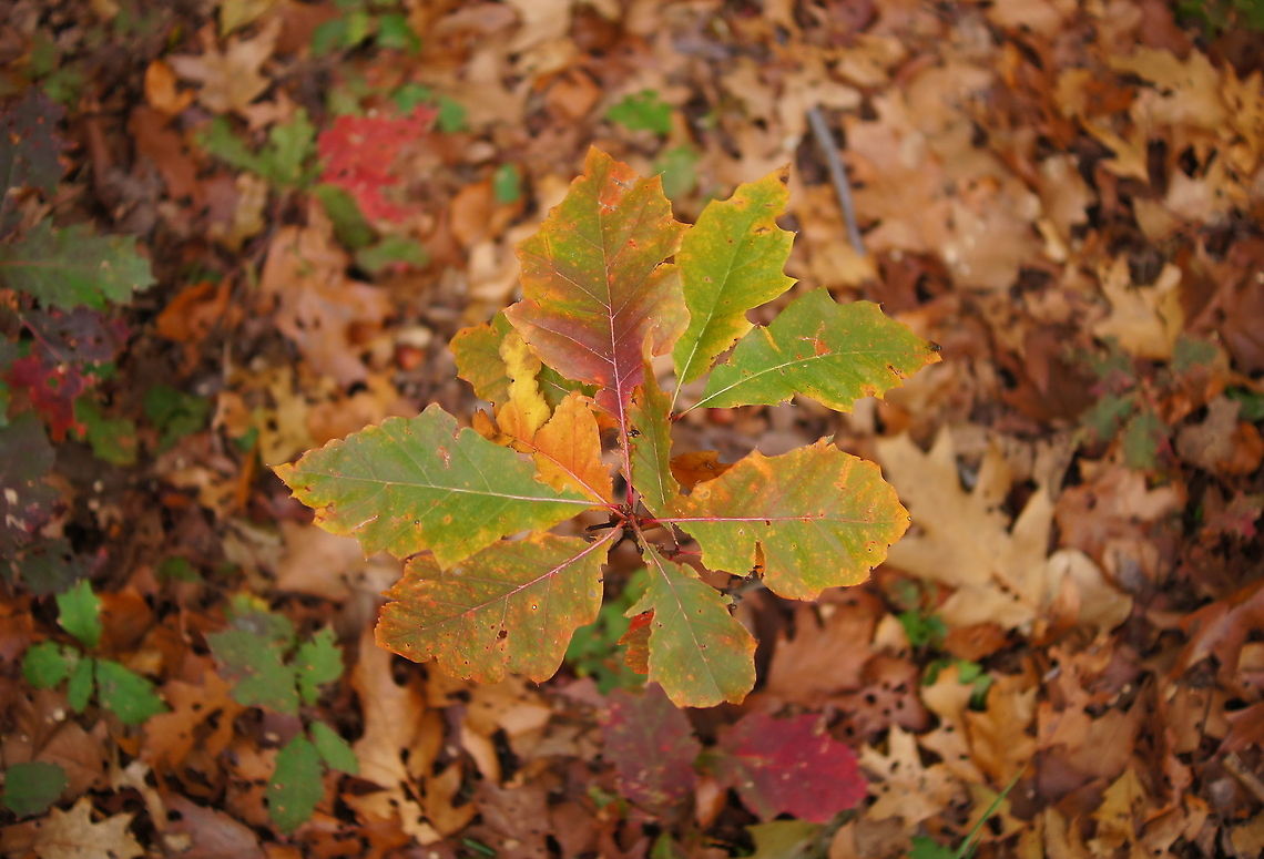 Autumn oak Trying to put the small dof of a large aperture to good use.<br />
Picture taken in the autumn of 2011. English oakQuercus robur,Geotagged,Quercus robur,The Netherlands