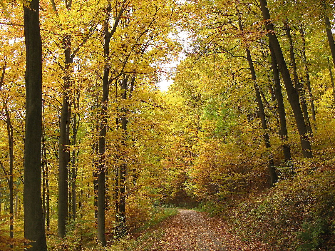 Eiffel in autumn For the autumn lovers this forest path in the Eiffel nature reserve.<br />
This is one of the few occasions I had to manually set the white balance. The camera couldn't believe so much yellow :) so it wanted to turn the yellow to white. Geotagged,Germany