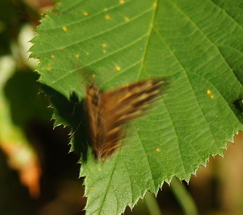Speckled Wood flying away A butterfly flying away just at the moment I pressed the shutter.

Dutch name: Bont Zandoogje Geotagged,Pararge aegeria,Speckled Wood,The Netherlands
