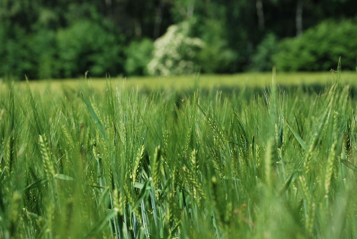 Wheatfield Bunderbos Just a field with wheat ;) Common wheat or bread wheat,Geotagged,Maize,The Netherlands,Triticum aestivum,Zea mays