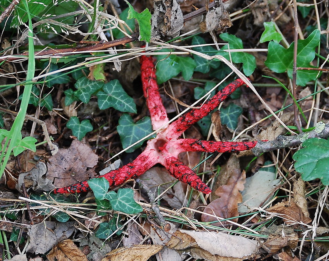 Octopus Stinkhorn These Octopus Stinkhorn muschrooms are very rare in the Netherlands. Luckily I was able to spot one.<br />
<br />
Dutch name: Inktviszwam Clathrus archeri,Geotagged,Octopus Stinkhorn,The Netherlands