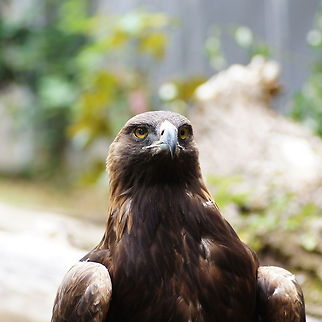 Golden Eagle (Aquila chrysaetos) This eagle was sitting just 1 meter away from me. Really impressive bird! Aquila chrysaetos,Austria,Geotagged,Golden Eagle,alpenzoo