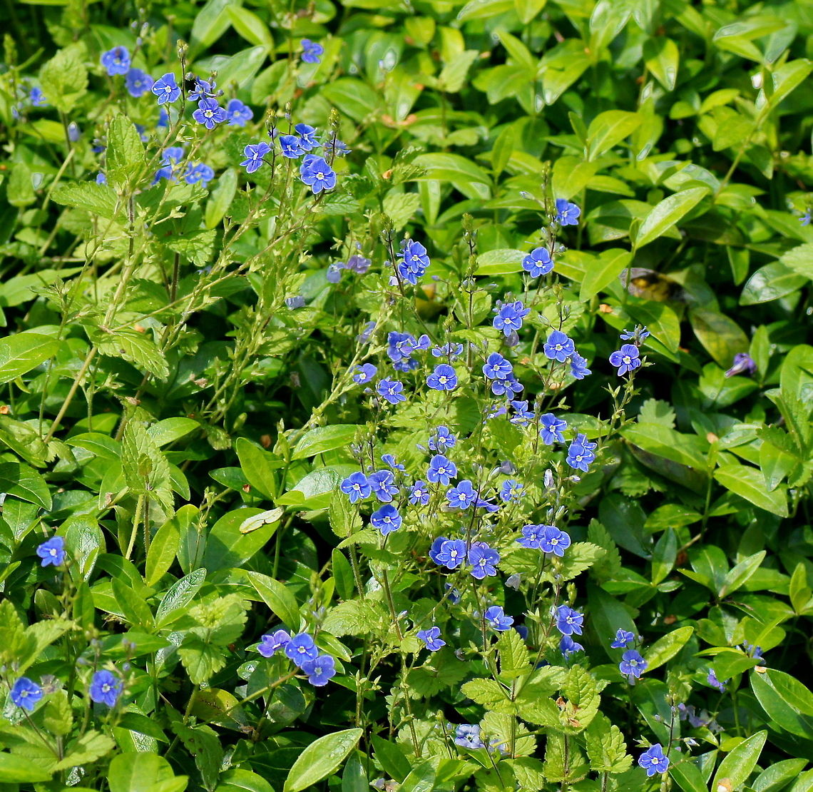 Gamander (Veronica chamaedrys) Dutch name: Ereprijs Geotagged,The Netherlands,Veronica chamaedrys