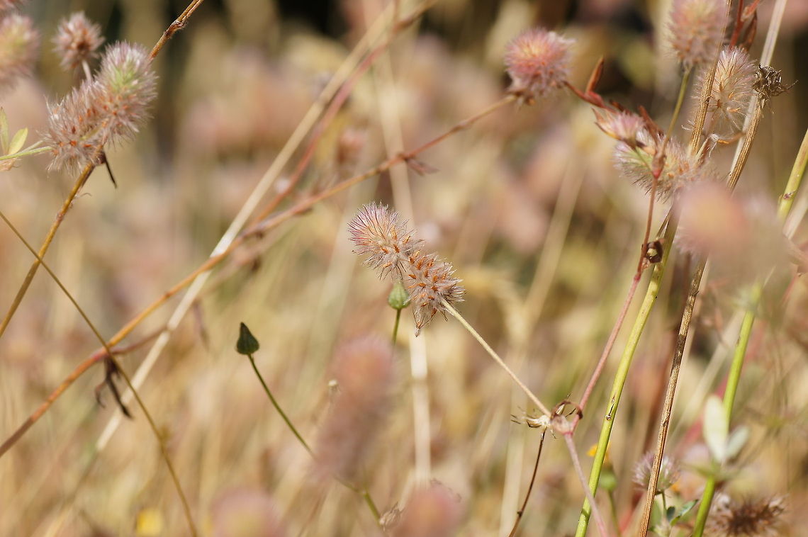 Rabbitfoot clover (Trifolium arvense) Dutch name: Hazenpootje Geotagged,The Netherlands,Trifolium arvense