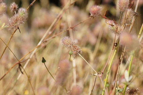 Rabbitfoot clover (Trifolium arvense) Dutch name: Hazenpootje Geotagged,The Netherlands,Trifolium arvense