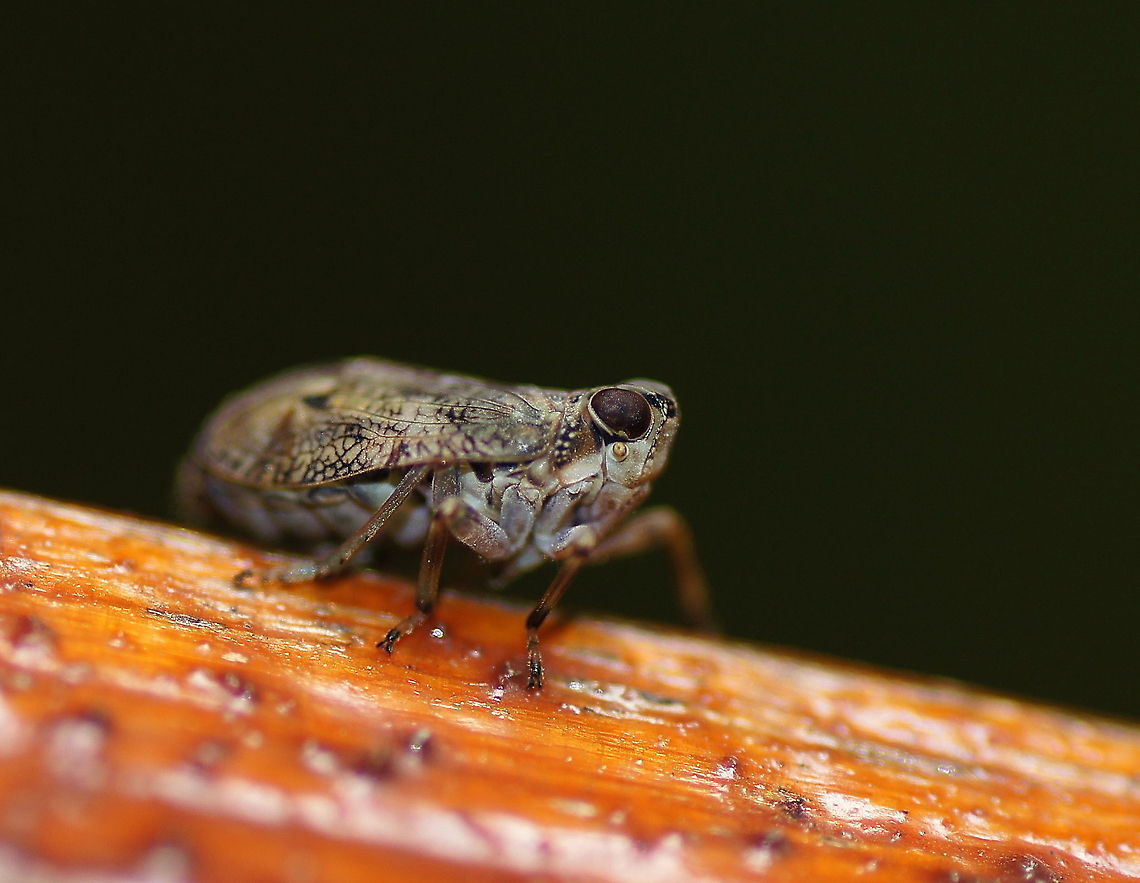 Planthopper side Dutch name: Kevercicade Auchenorrhyncha,Austria,Female,Geotagged,Hemiptera,Issidae,Issus,Issus coleoptratus