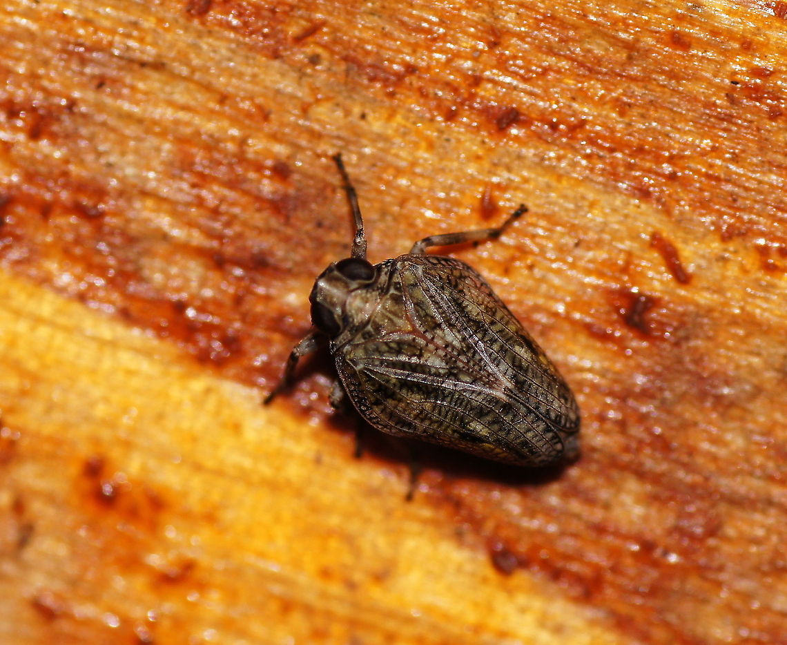 Planthopper Dutch name: Kevercicade Auchenorrhyncha,Austria,Female,Geotagged,Hemiptera,Issidae,Issus,Issus coleoptratus