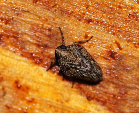 Planthopper Dutch name: Kevercicade Auchenorrhyncha,Austria,Female,Geotagged,Hemiptera,Issidae,Issus,Issus coleoptratus