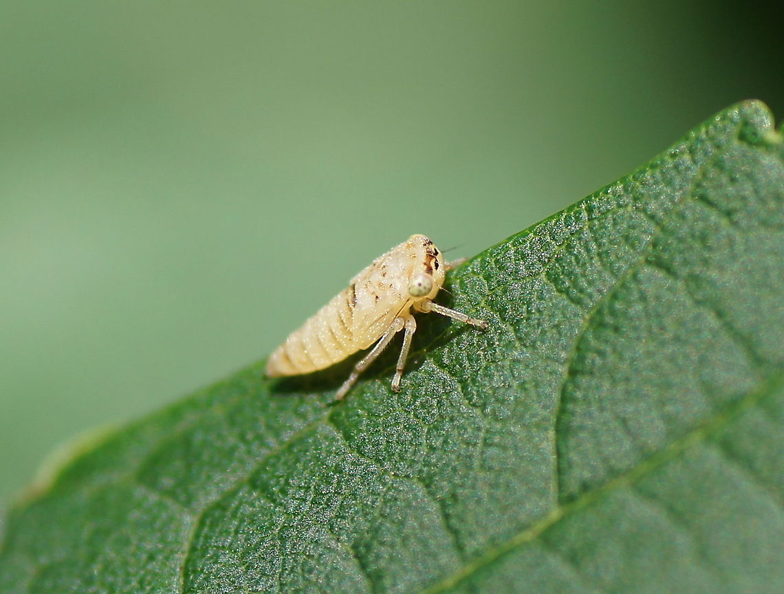Leaf Hopper nymph Dutch name: Nimf van de schuimcicade Austria,Geotagged,Philaenus spumarius