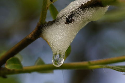 Foam of the leafhopper The leafhopper makes this foam to protect the larva. Geotagged,Philaenus spumarius,The Netherlands