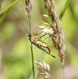 Female Scorpion Fly Dutch name: Schorpioenvlieg Geotagged,Panorpa communis,The Netherlands