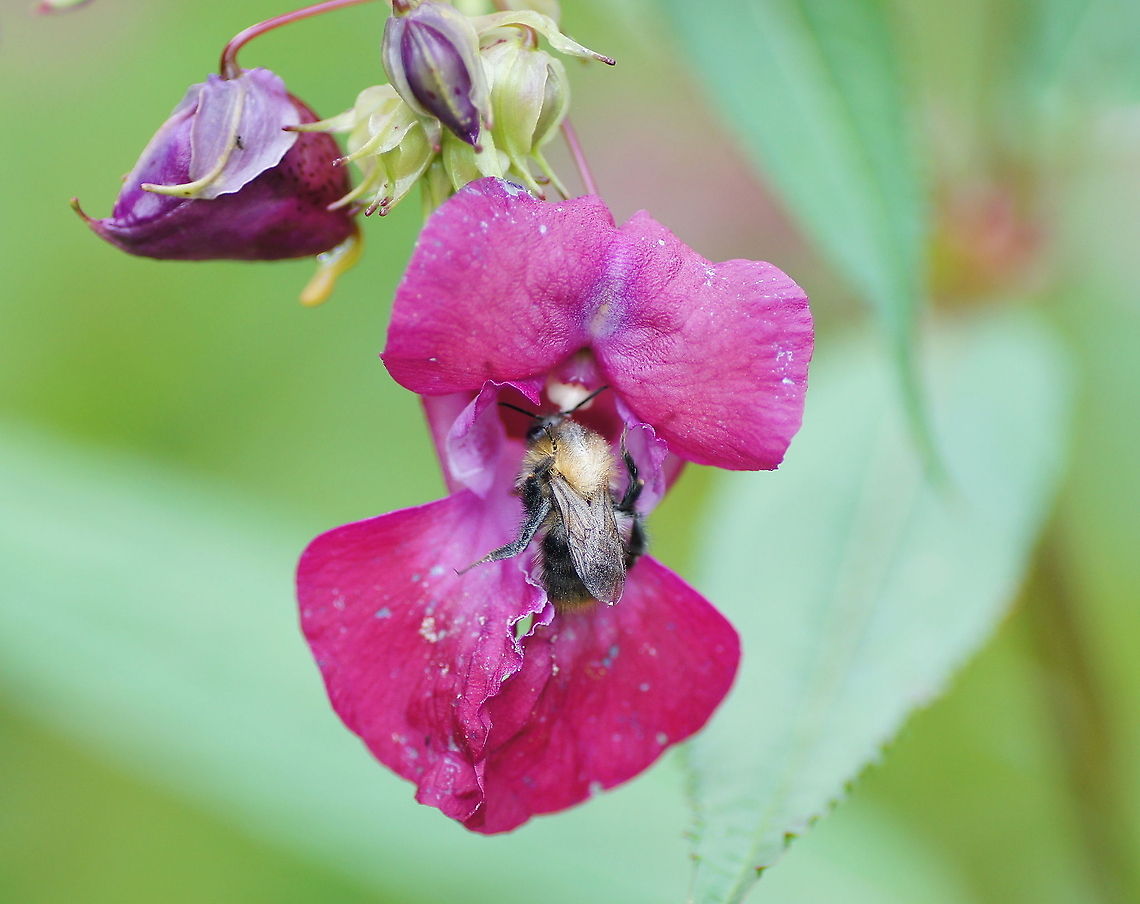 Himalayan Balsam with bee Dutch name: Reuzenbalsemien met bij Geotagged,Himalayan Balsam,Impatiens glandulifera,The Netherlands,bee