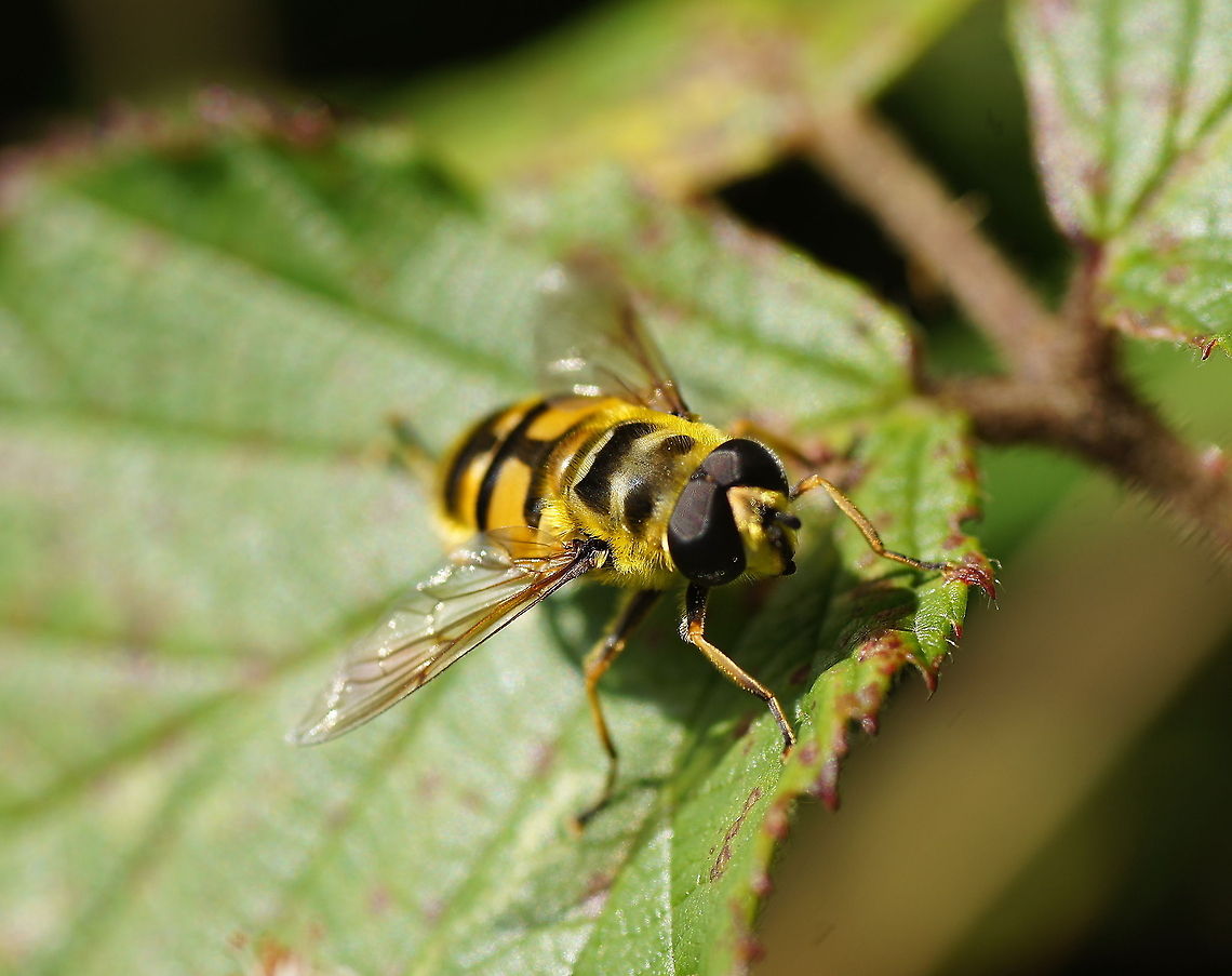 Dangling sun-lover Dutch name: Doodskopzweefvlieg Geotagged,Myathropa florea,The Netherlands