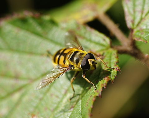 Dangling sun-lover Dutch name: Doodskopzweefvlieg Geotagged,Myathropa florea,The Netherlands