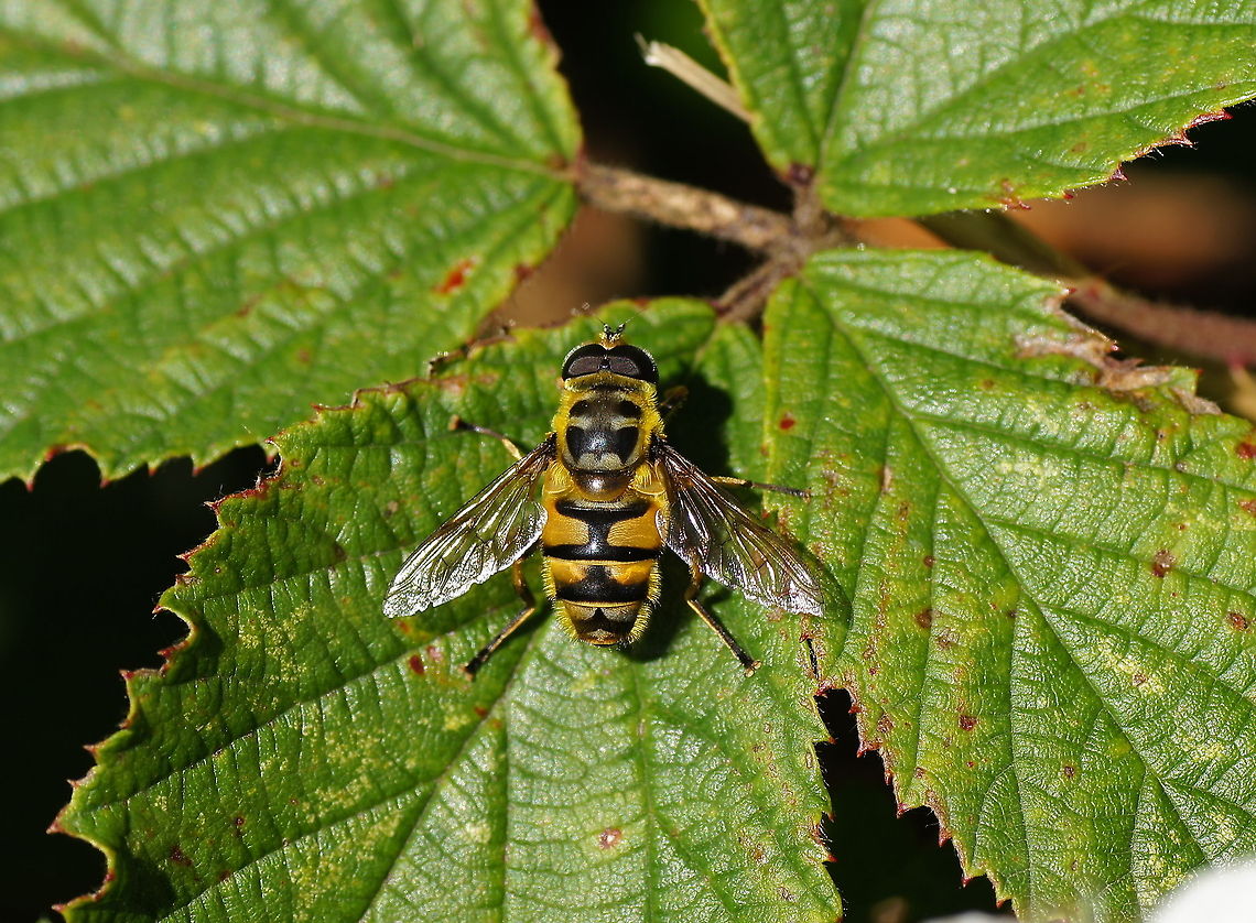 Dangling sun-lover Dutch name: Doodskopzweefvlieg Geotagged,Myathropa florea,The Netherlands