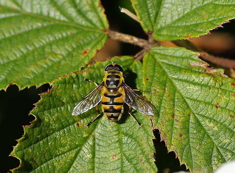 Dangling sun-lover Dutch name: Doodskopzweefvlieg Geotagged,Myathropa florea,The Netherlands