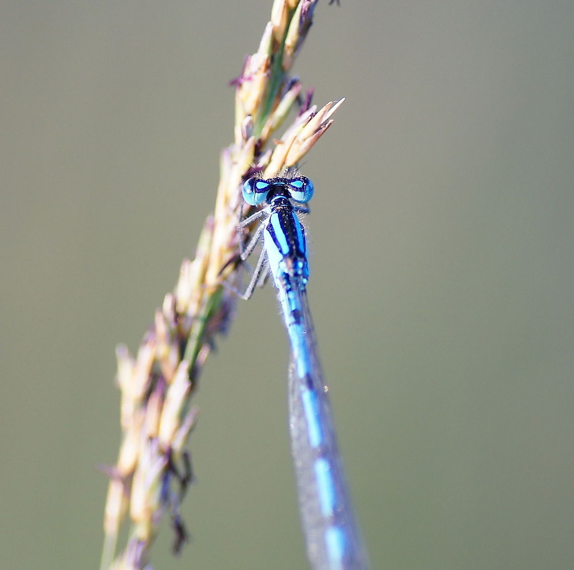 Azure Damselfly (Coenagrion puella) I always find it remarkable that the eyes are able to have the same color as the body.<br />
<br />
Dutch name: Azuurjuffer Azure Damselfly,Coenagrion puella,Geotagged,The Netherlands