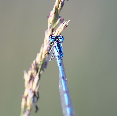 Azure Damselfly (Coenagrion puella) I always find it remarkable that the eyes are able to have the same color as the body.

Dutch name: Azuurjuffer Azure Damselfly,Coenagrion puella,Geotagged,The Netherlands