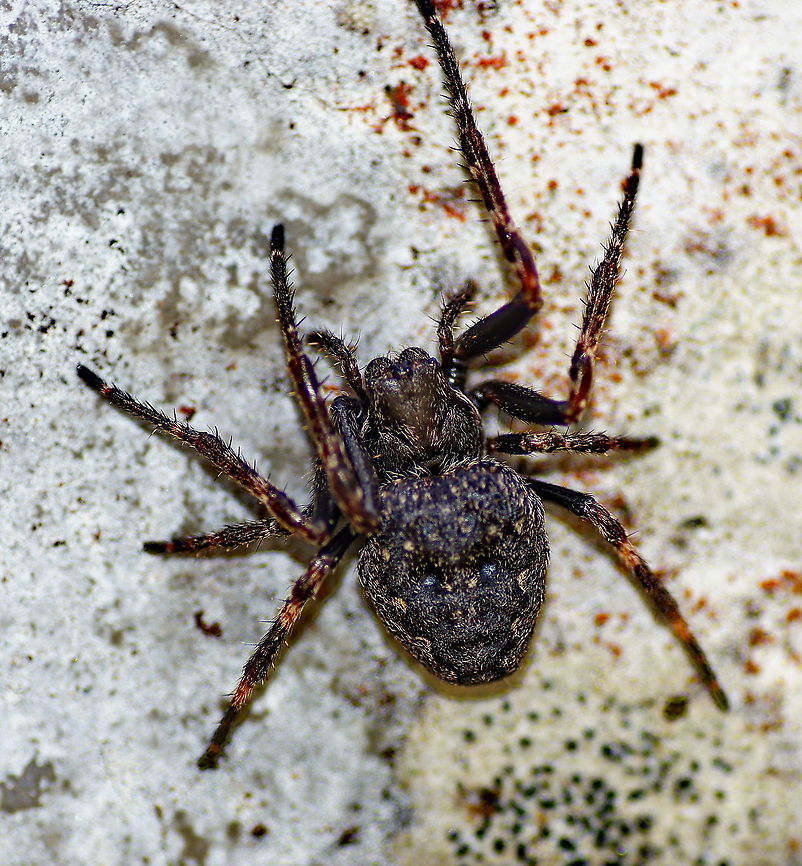 Sitticus terebratus I am not completely sure about the exact sitticus specie. I choose the terebratus because this photo matches the best with mine:<br />
<a href="http://no.wikipedia.org/wiki/Fil:Sitticus_terebratus-f.jpg" rel="nofollow">http://no.wikipedia.org/wiki/Fil:Sitticus_terebratus-f.jpg</a> Austria,Geotagged,Sitticus terebratus