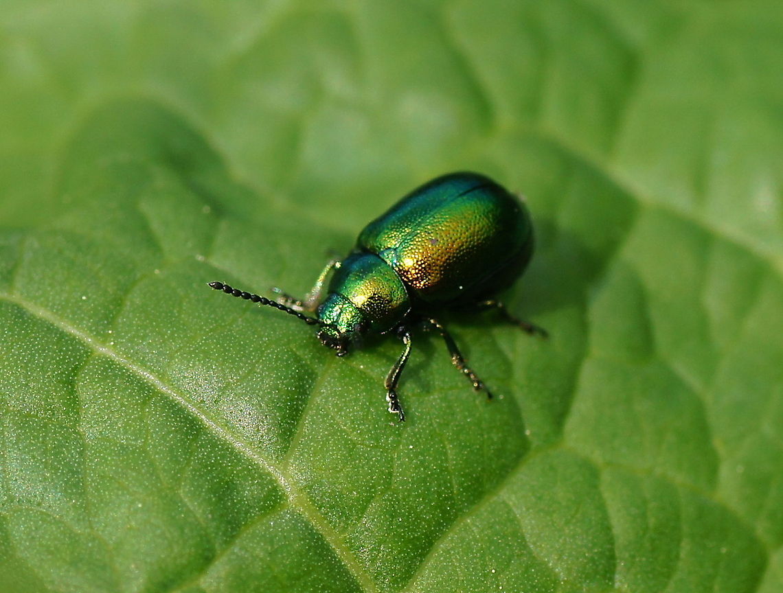 Green beetle These leafhoppers although being just simple bugs have among the most beautifull colors nature can create.<br />
<br />
Exact specie unknown<br />
Dutch name: Bladhaantje Austria,Geotagged