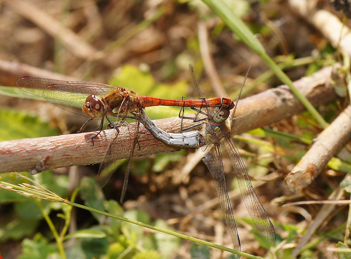 Common Darter pair (Sympetrum  triolatum) I feel myself lucky that I was able to get this pair on picture.<br />
<br />
Dutch name: Bruinrode heidelibel Common Darter,Geotagged,Sympetrum striolatum,The Netherlands
