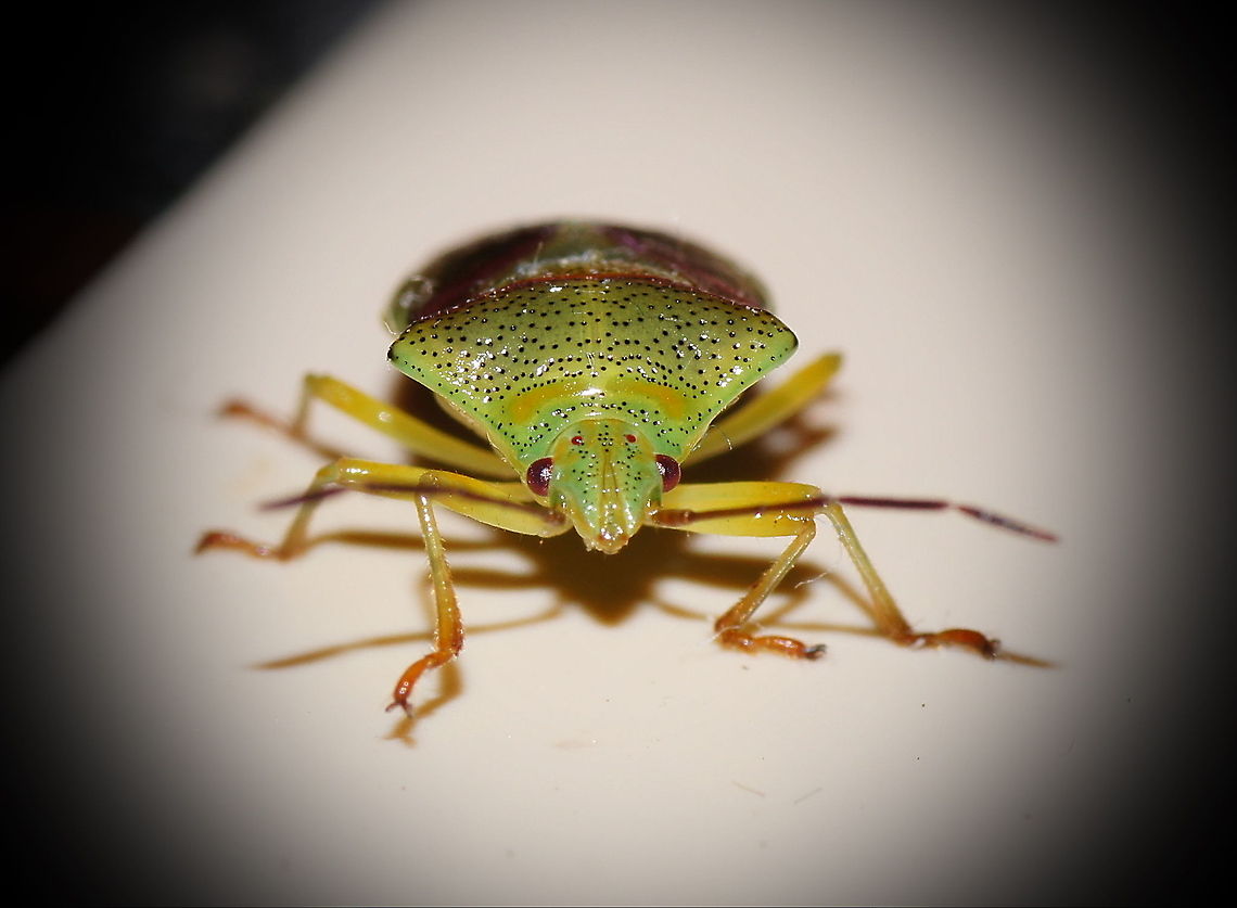 Birch shieldbug  Birch shieldbug,Elasmostethus interstinctus,Geotagged,Green shield bug,The Netherlands
