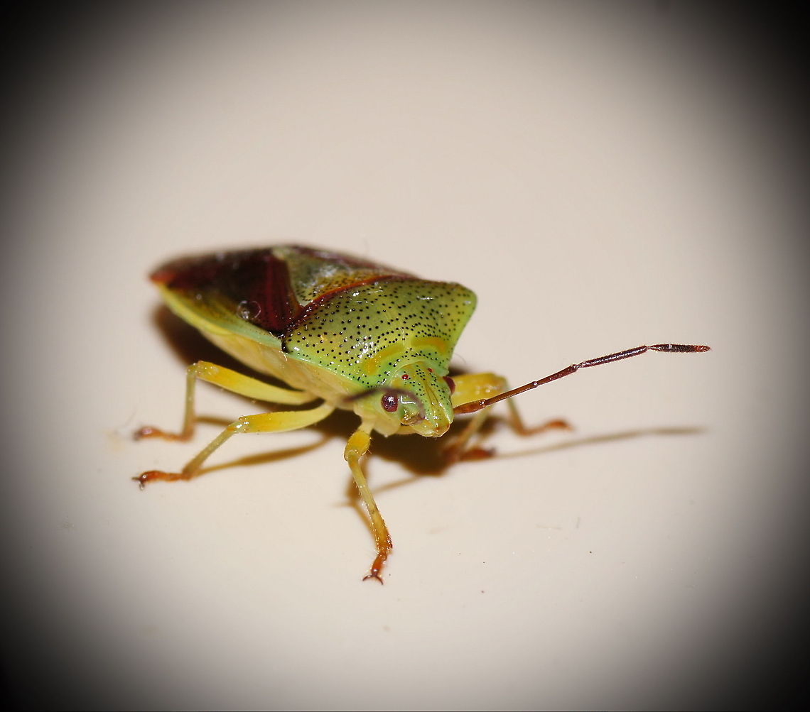 Birch shieldbug This green shield bug got lost in my home. So after a visit to my 'photo studio' (read: the kitchen table ;) I showed him the way out. Birch shieldbug,Elasmostethus interstinctus,Geotagged,The Netherlands