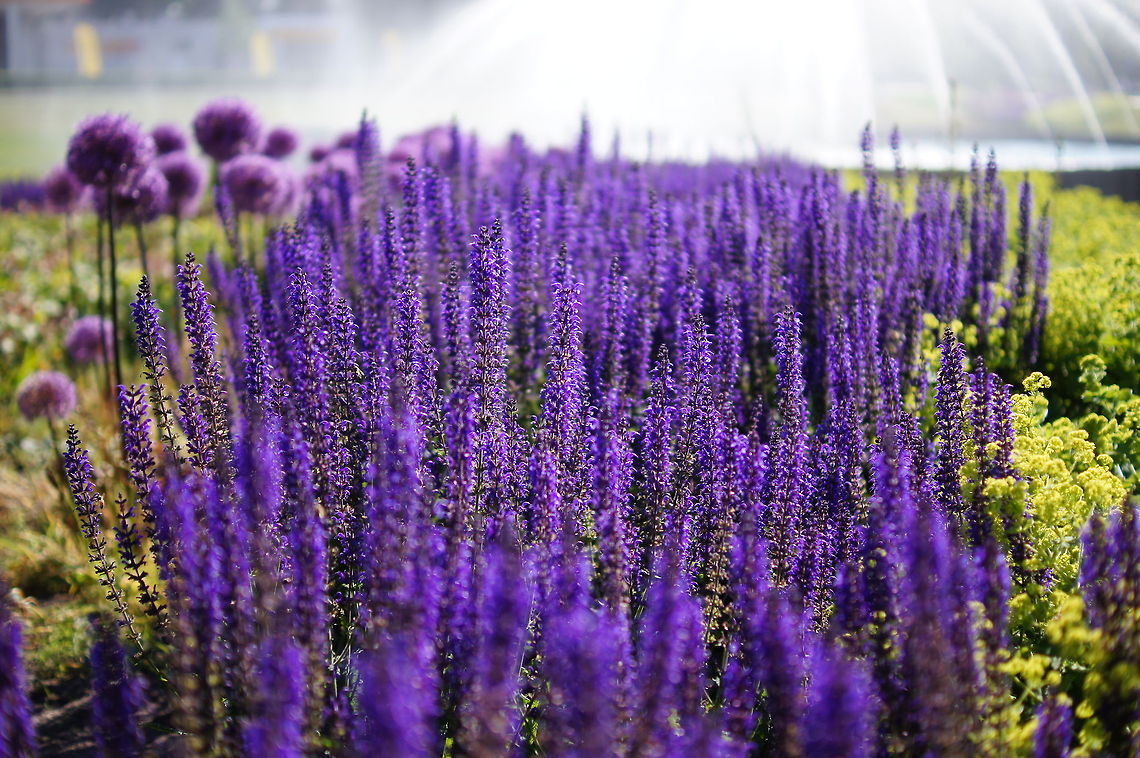 Woodland sage (Salvia Nemorosa) Dutch name: Salie Geotagged,Salvia Nemorosa,Salvia nemorosa,The Netherlands