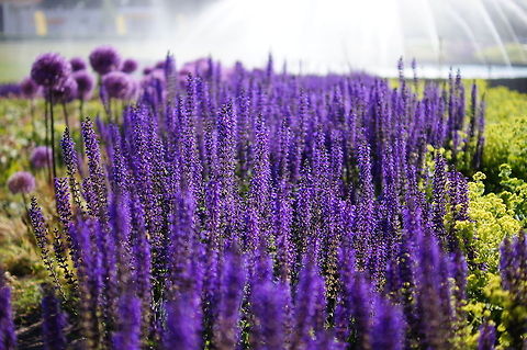 Woodland sage (Salvia Nemorosa) Dutch name: Salie Geotagged,Salvia Nemorosa,Salvia nemorosa,The Netherlands