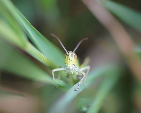 Meadow Grasshopper face Dutch name: Krasser Chorthippus parallelus,Geotagged,Meadow Grasshopper,The Netherlands