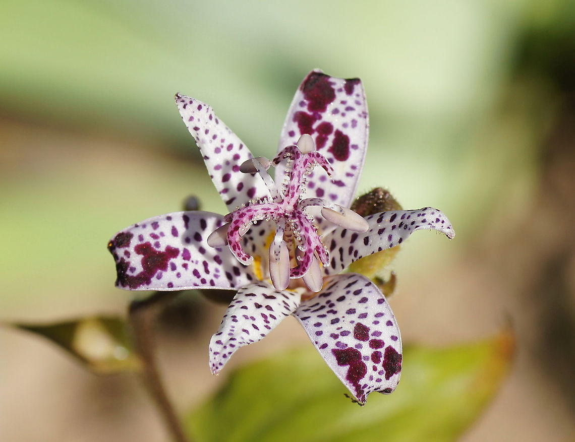 Poor man's orchid The dutch name means 'poor man's orchid'. I think that this plant doesn't deserve that name. It has a nice color, shape and even drops of fluid on the stigma.<br />
<br />
Dutch name: Paddenlelie / Armeluisorchidee<br />
Not completely sure about the Linnaeus name. One source says Tricyrtis Formosana, but Tricyrtis macropoda matches the description aswel. Geotagged,The Netherlands,Tricyrtis chinensis,Tricyrtis macropoda