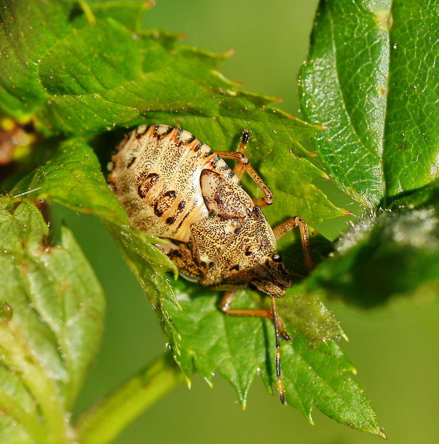 Arma custos: 5th instar nymph Dutch name: Snuitkeverschildwants.<br />
 Arma custos,Asopinae,Geotagged,Heteroptera,Pentatomidae,The Netherlands