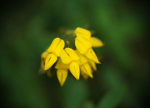 Black Broom (Cytisus nigricans) German name: Schwarzwerdende Geißklee
Cytisus nigricans L., Syn. Lembotropis nigricans
No english wiki Austria,Geotagged