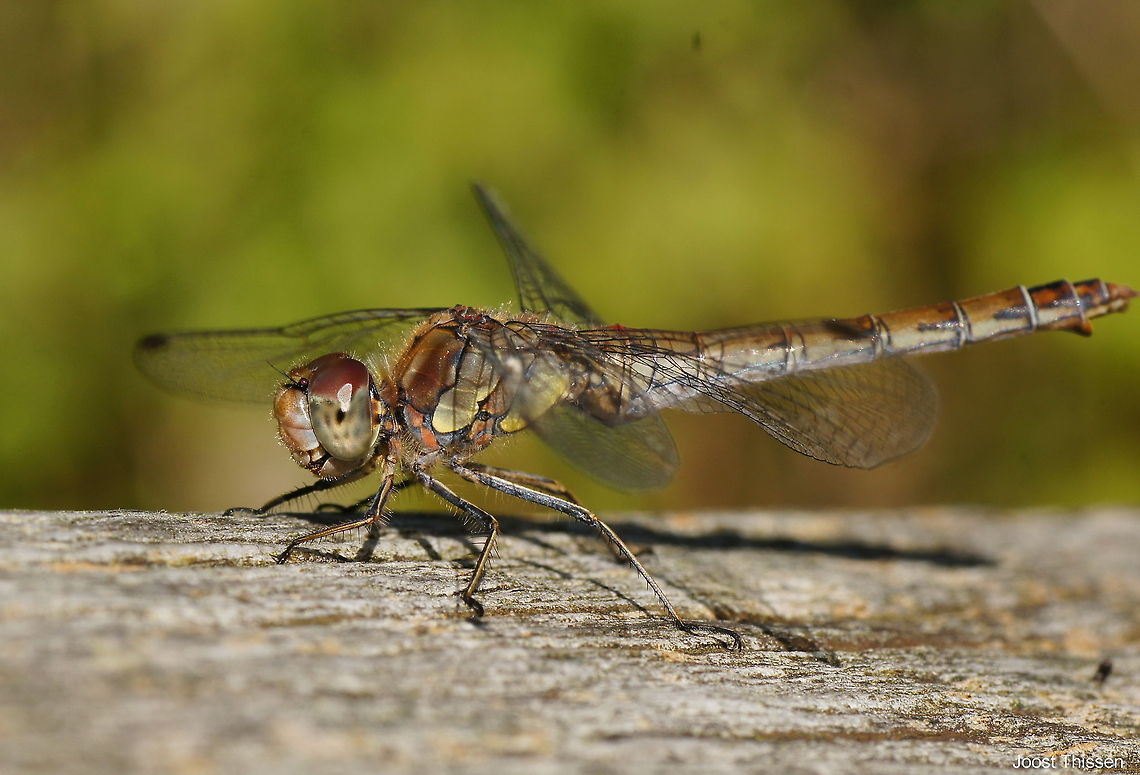 Common darter (Sympetrum striolatum) This common darter was sitting on a bridge railing of a pedestrian bridge. Here he is in a pose to fly away, but he stayed. <br />
The darter was not very shy. People where walking past hem at 10cm or so and he just stayed. Luckily this meant he also didn't mind my camera. I happen to have my tripod with me for photographing mushrooms and because this darter stayed so long on the railing I had plenty time to set op my tripod and choosing a good position and a perfect f/11 for the diaphragma. It was also quite impressive to see on the enlarged preview how the darter his air vent opens and closes for breathing just like nostrils.<br />
<br />
Dutch name: Bruinrode Heidelibel Common Darter,Geotagged,Sympetrum striolatum,The Netherlands