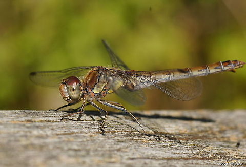Common darter (Sympetrum striolatum) This common darter was sitting on a bridge railing of a pedestrian bridge. Here he is in a pose to fly away, but he stayed. 
The darter was not very shy. People where walking past hem at 10cm or so and he just stayed. Luckily this meant he also didn't mind my camera. I happen to have my tripod with me for photographing mushrooms and because this darter stayed so long on the railing I had plenty time to set op my tripod and choosing a good position and a perfect f/11 for the diaphragma. It was also quite impressive to see on the enlarged preview how the darter his air vent opens and closes for breathing just like nostrils.
Dutch name: Bruinrode Heidelibel Common Darter,Geotagged,Sympetrum striolatum,The Netherlands
