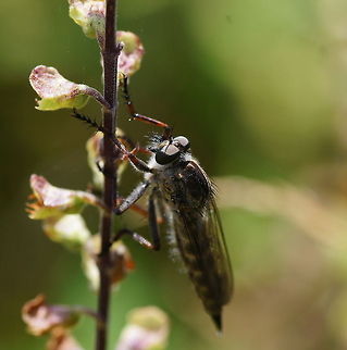 Dune robberfly (Philonicus albiceps) Dutch name: Zandroofvlieg
No english wiki Dune robberfly,Geotagged,Philonicus albiceps,The Netherlands,robber fly