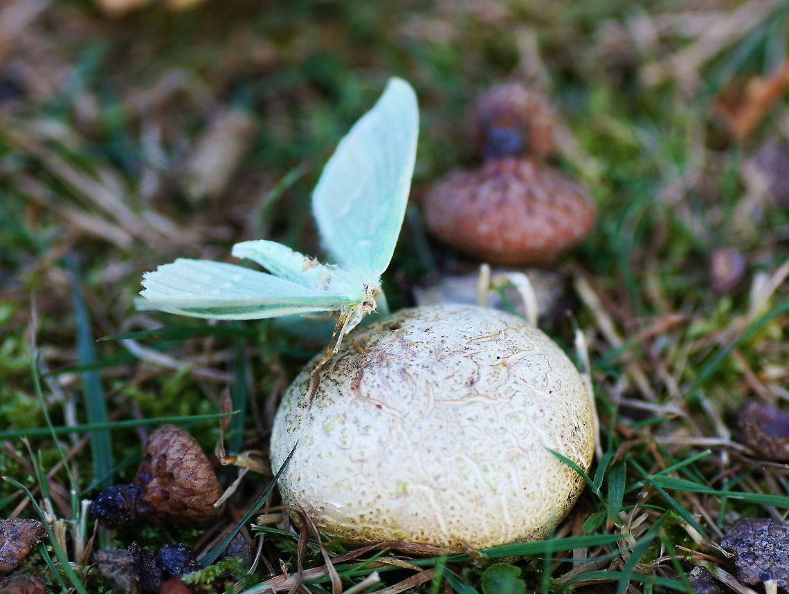 Emerald moth on earthball I found this already dead moth on the ground and was surprised by the color which I had never seen before on a butterfly or moth. I put him on a mushroom nearby to create this scene.<br />
<br />
Butterfly is probably a Large Emerald (Geometra Papilionaria) and the mushroom a Common Earthball (Scleroderma Citrinum).<br />
<br />
Dutch: Zomervlinder op aardappelbovist Geometra papilionaria,Geotagged,Large Emerald,The Netherlands