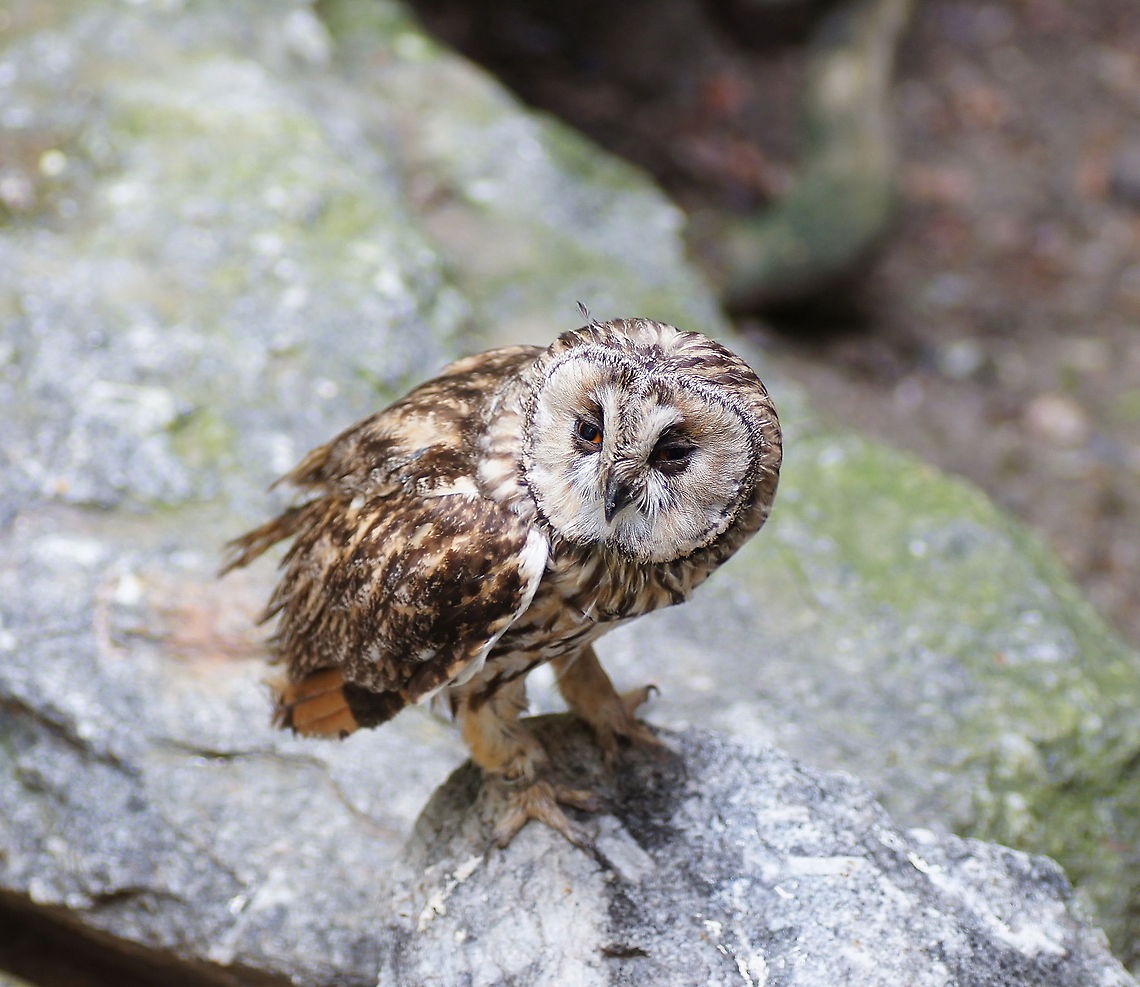 Ural Owl (Strix Uralensis)  Alpenzoo,Austria,Geotagged,Strix uralensis,Ural Owl