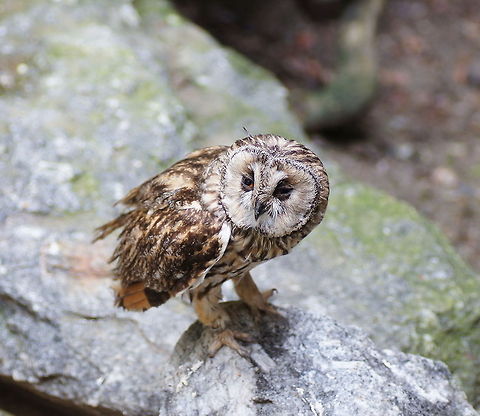Ural Owl (Strix Uralensis)  Alpenzoo,Austria,Geotagged,Strix uralensis,Ural Owl