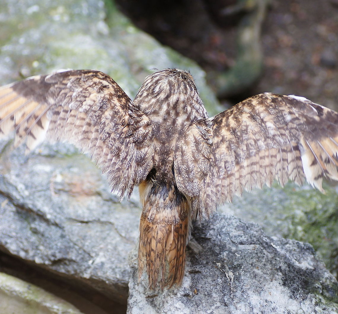 Ural Owl (Strix uralensis)  Alpenzoo,Austria,Geotagged,Strix uralensis,Ural Owl
